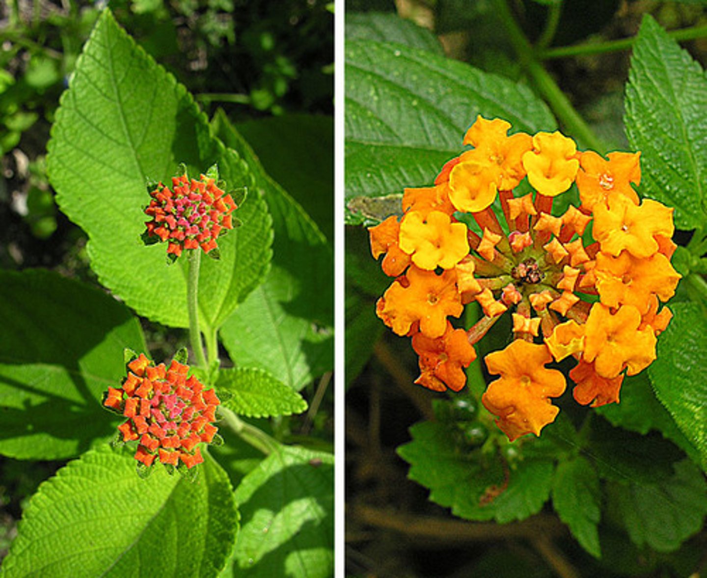 <p>Lantana horrida</p>