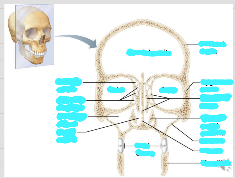 <p>Name these structures and the cavities and role of the cavities</p>