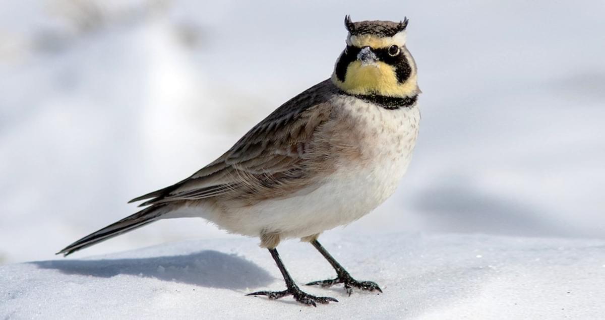 <p>Identify this bird and its habitat</p>