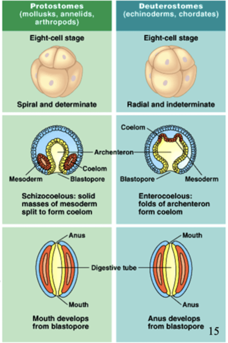 <p>protostomes, deuterostomes</p>
