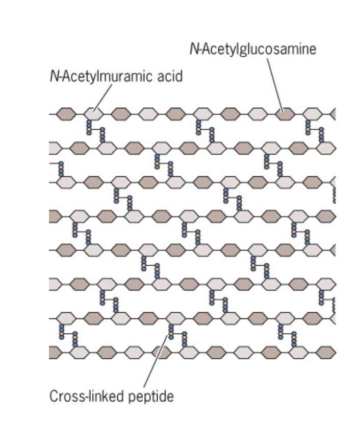 <ul><li><p>N-Acetylglucosamine (NAG)</p></li><li><p>N-Acetylmuramic acid (NAM)</p></li><li><p>linked by transglucosylases to form glycan strands</p></li><li><p>Short peptides attach to NAMs lined by transpeptidases </p><ul><li><p>this creates the multiple layers of peptidoglycan</p></li></ul></li></ul><p></p>