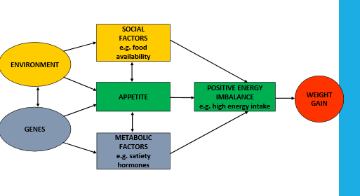 <p>Genes influence weight <em>via appetite</em>.</p><ul><li><p>genetic predisposition for appetite traits determines how someone responds to food environment</p></li></ul><p></p>