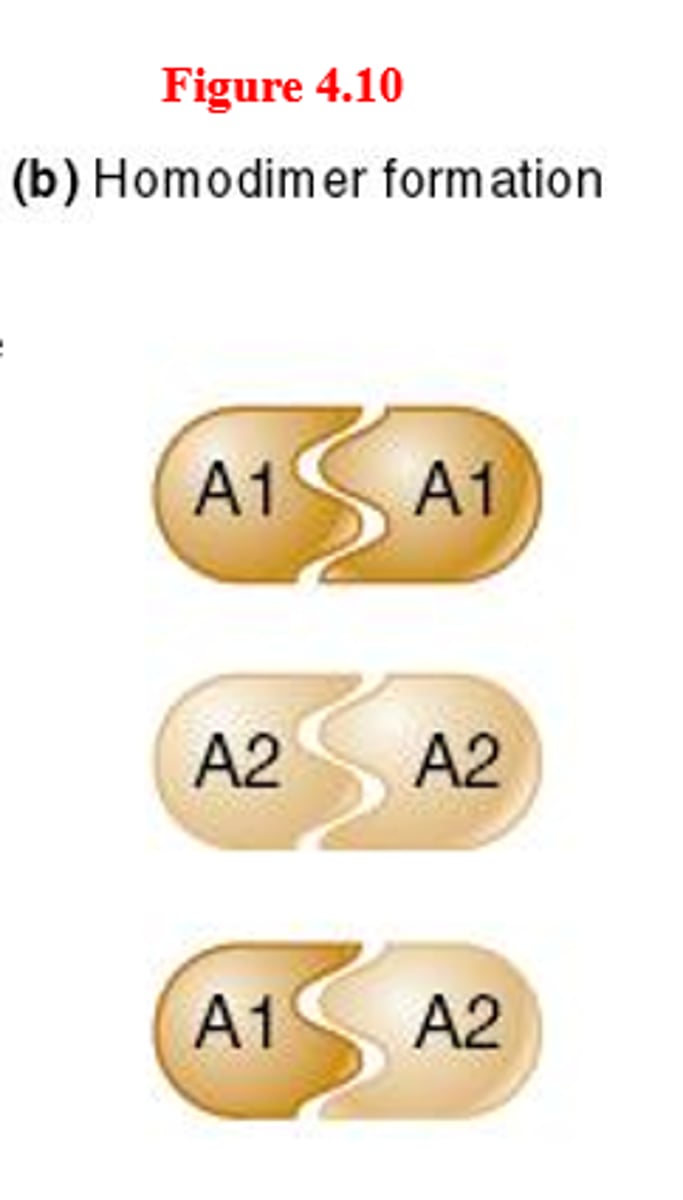 <p>many proteins function as homodimers, composed of two subunits encoded by the same type of gene</p>
