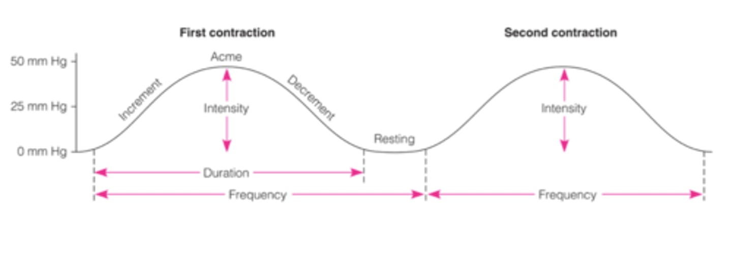 <p>beginning of one contraction to the end of it.</p>