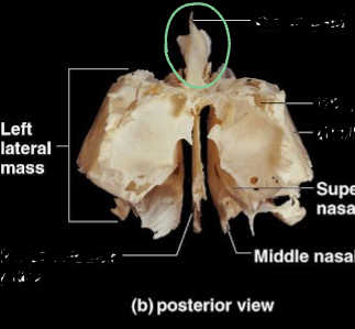 <ul><li><p>this is the posterior view</p></li><li><p>part of the ethmoid bone</p></li></ul><p></p>