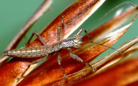 <p>Wingless, predatory, long legs; resemble both mantids and phasmids.</p>