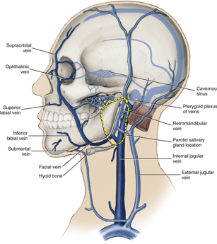 <ul><li><p>drains blood from most of head and neck</p></li><li><p>exists skull through jugular foramen</p></li><li><p><strong>runs alongside common carotid artery and vagus nerve in the carotid sheath </strong></p></li><li><p>travels down neck and joins subclavian vein</p></li></ul><p></p>