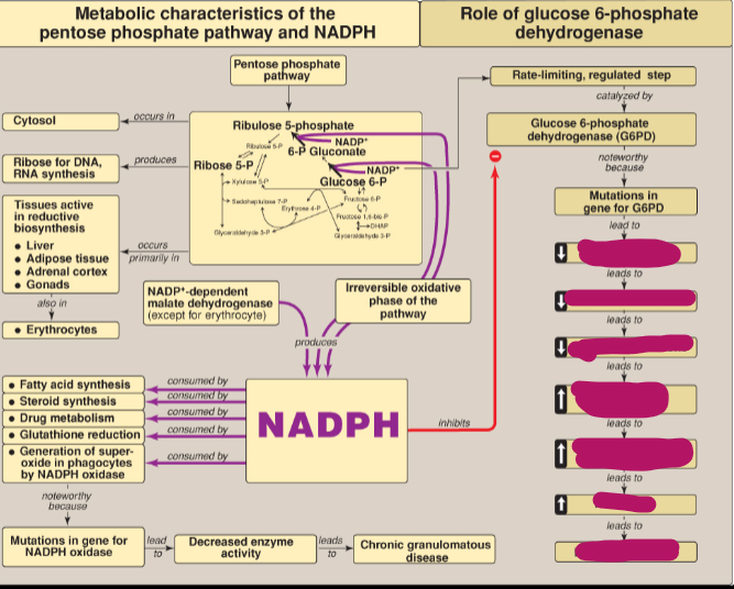 <p>What happens as a result of mutations in the gene for G6PD?</p>