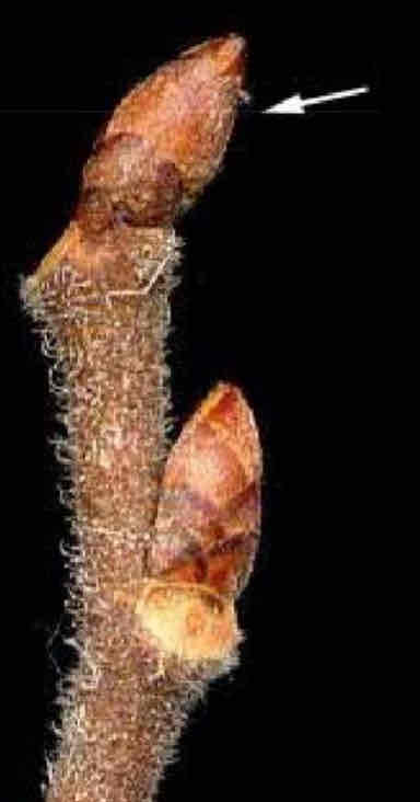 <p>typ pupene?</p><ul><li><p>apikální dominance</p></li></ul>