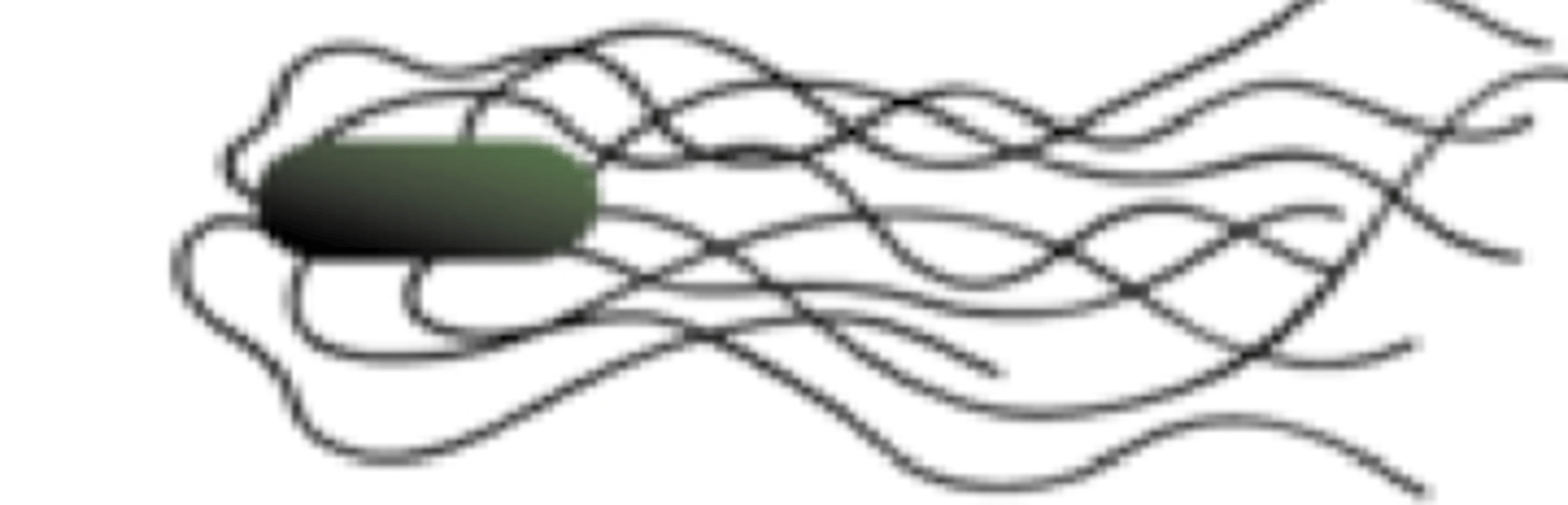 <p>what is the classification of this bacteria cell?</p>