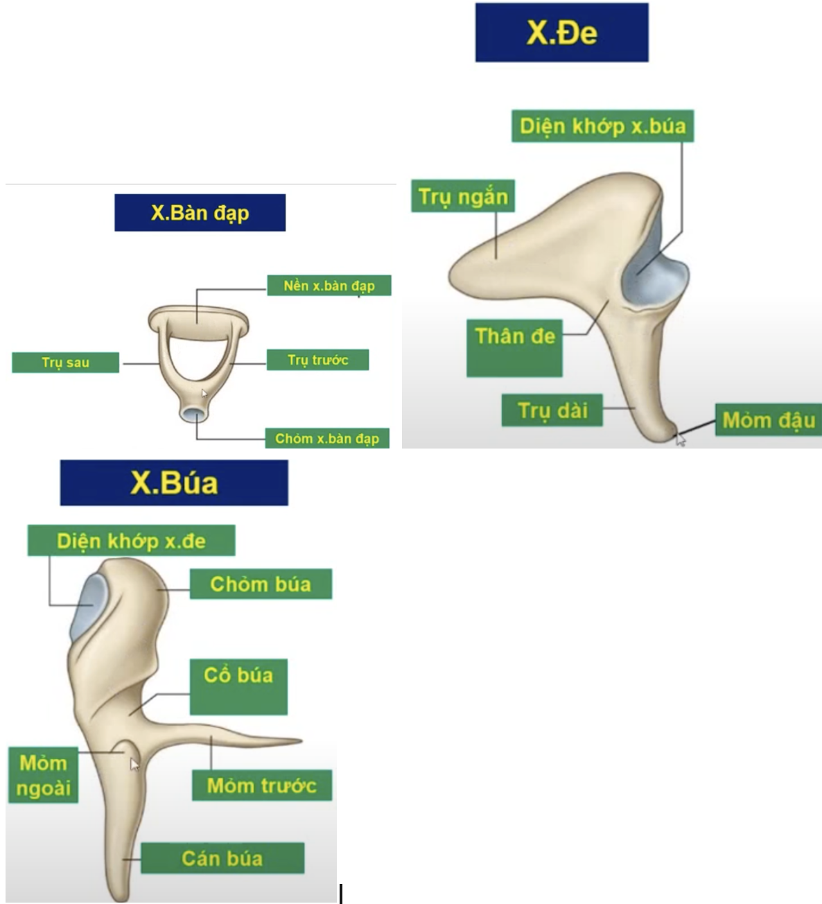 <p>Chuỗi truyền âm thanh của các xương con là gì ? </p>