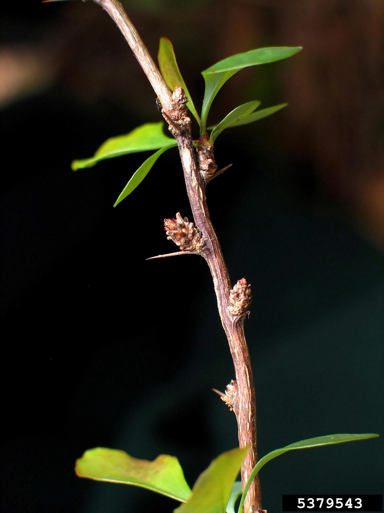 <ul><li><p>shade intol</p></li><li><p>leaves: small, smooth or serrated margins, “spoon”</p></li><li><p>twigs: red / brown, spikes</p></li><li><p>repro: droopy red berries</p></li></ul>