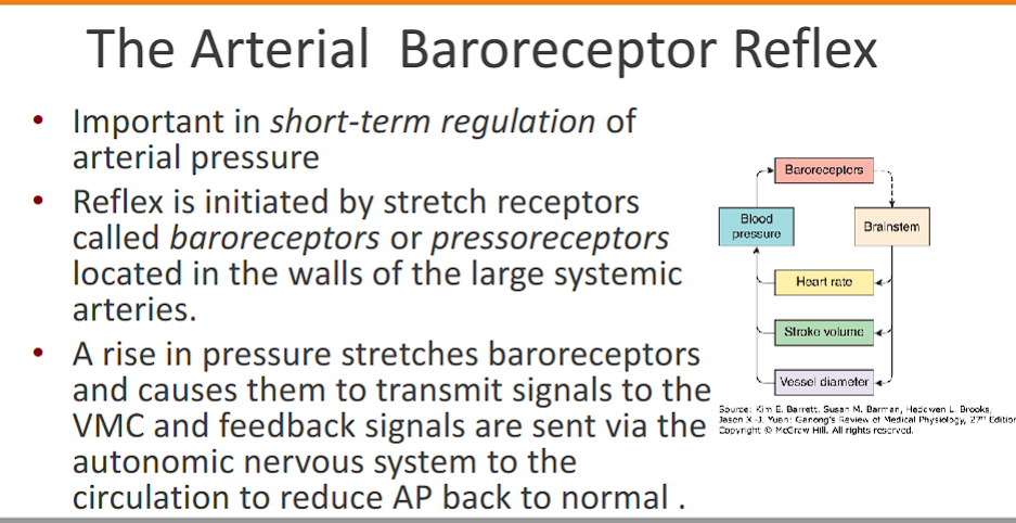 <p>Important in short-term regulation of arterial pressure</p><p>baro: pressure</p><p>Reflex is initiated by <strong>stretch receptors&nbsp;</strong>called baroreceptors or pressoreceptors <strong>located in the walls of the large systemic arteries.&nbsp;</strong></p><p>A <strong>rise in pressure</strong> <span style="color: rgb(0, 0, 0);"><u>stretches</u></span> <strong>baroreceptors</strong> and causes them to send signals to the VMC</p><p><strong>VMC </strong>sends feedback signals are sent via the<strong> autonomic nervous system</strong> (PSNS or SNS) to the circulation <strong>to reduce AP back to normal</strong>.&nbsp;</p>