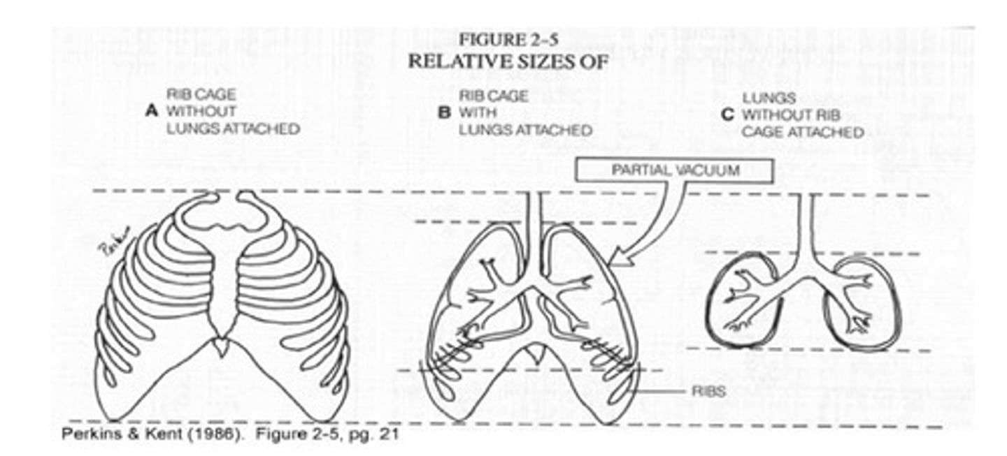 <p>Lungs, pleural linkage, thorax</p>