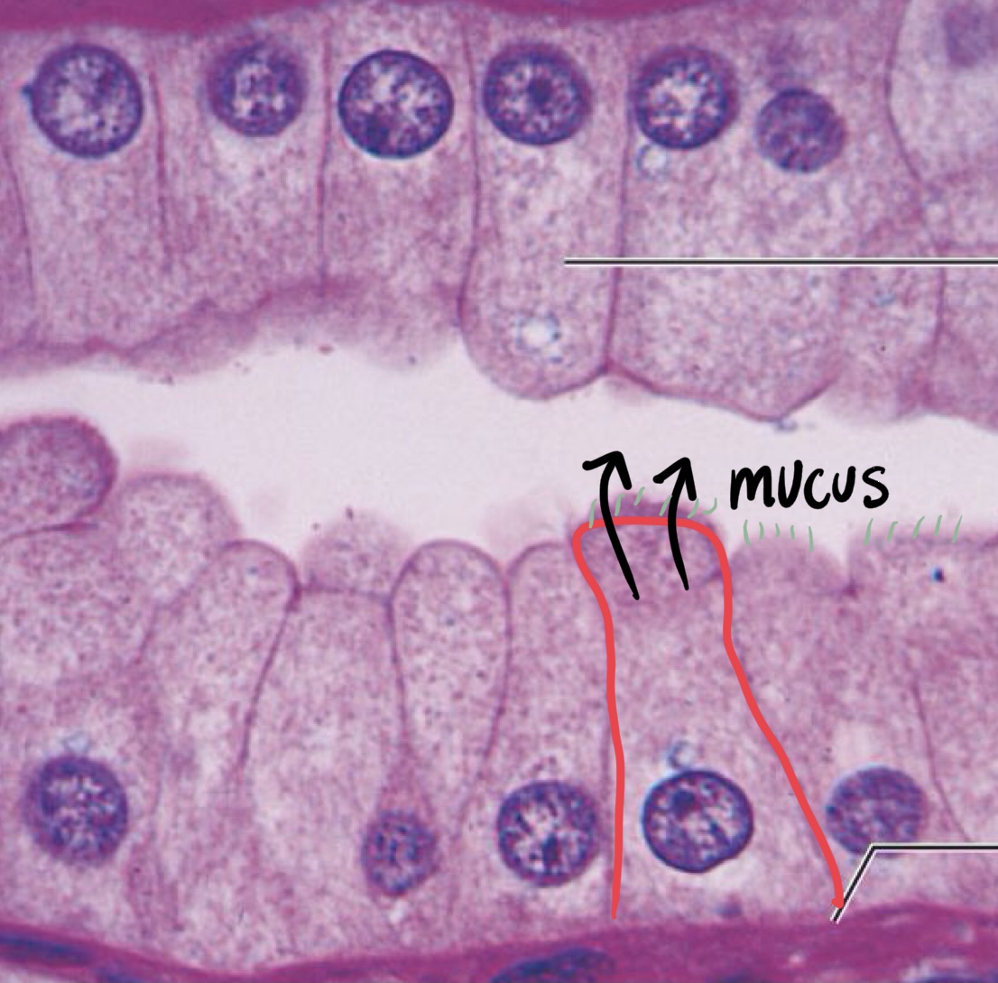 <p>Simple Columnar Epithelium </p>