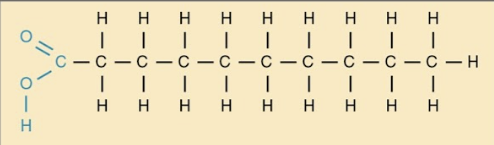 <p>Fatty acids that have no double bonds and are saturated with hydrogen</p><p></p>