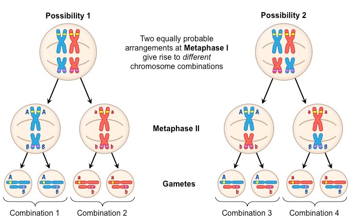 <ul><li><p>The principle made by Mendel that concludes individual alleles of different genes assort into gametes independently. Allows for further genetic variation among a species</p></li><li><p><span style="background-color: transparent;"><span>All possible combinations of alleles could occur depending on how homologous chromosomes happen to line up on the metaphase plate</span></span></p></li><li><p><span style="background-color: transparent;"><span>Allele A and allele B will NOT assort together </span></span></p></li></ul><p></p>