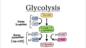 <p>Glycolysis breakdown</p>