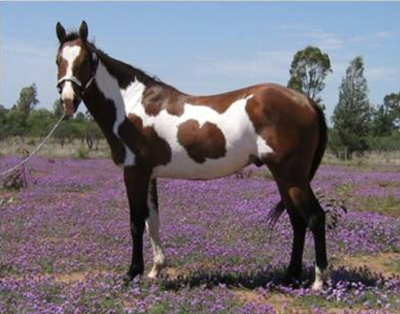 <p>Color over the back, dark legs, tail is solid color. Color pattern tends to be irregular/blotchy</p>