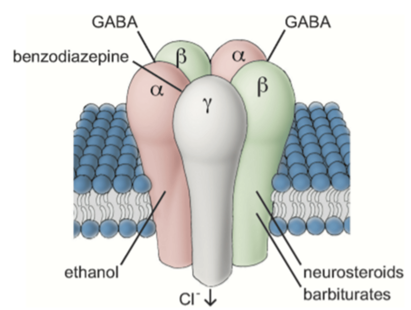 <p>GABA has 5 units - 2 ⍺, 2 β and 1 gamma. </p><p>1. BDZ bind between ⍺ and gamma subunits. </p><p>2. GABA binds between ⍺ and β subunits. </p><p>3. Alcohol will bind to ⍺ subunits. </p><p>4. Neurosteroids (anaesthetics) and barbiturates bind to β subunits. </p><p>Binding opens Cl- ion pore, causing Cl- influx.</p>
