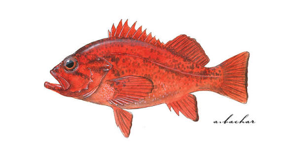 <p>What shape is the caudal fin? </p>