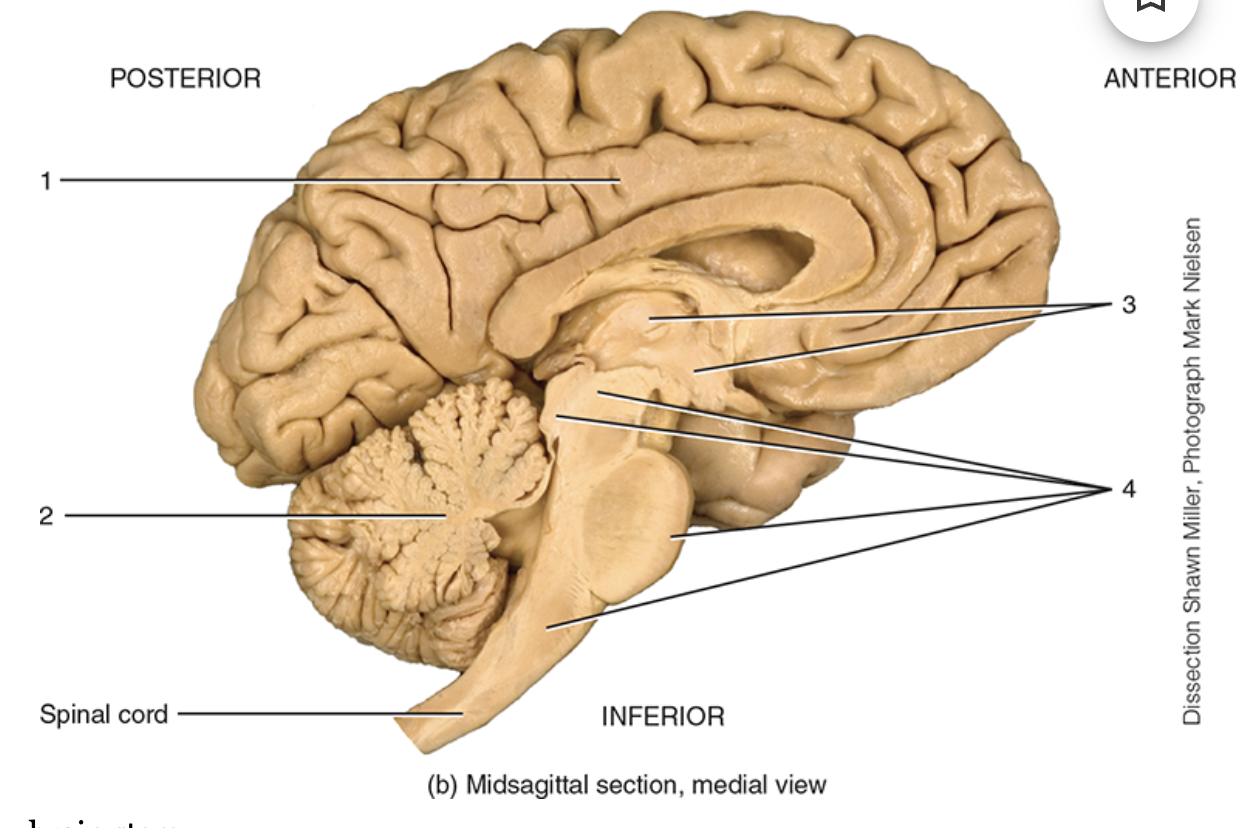 <p>what is label 4 </p>