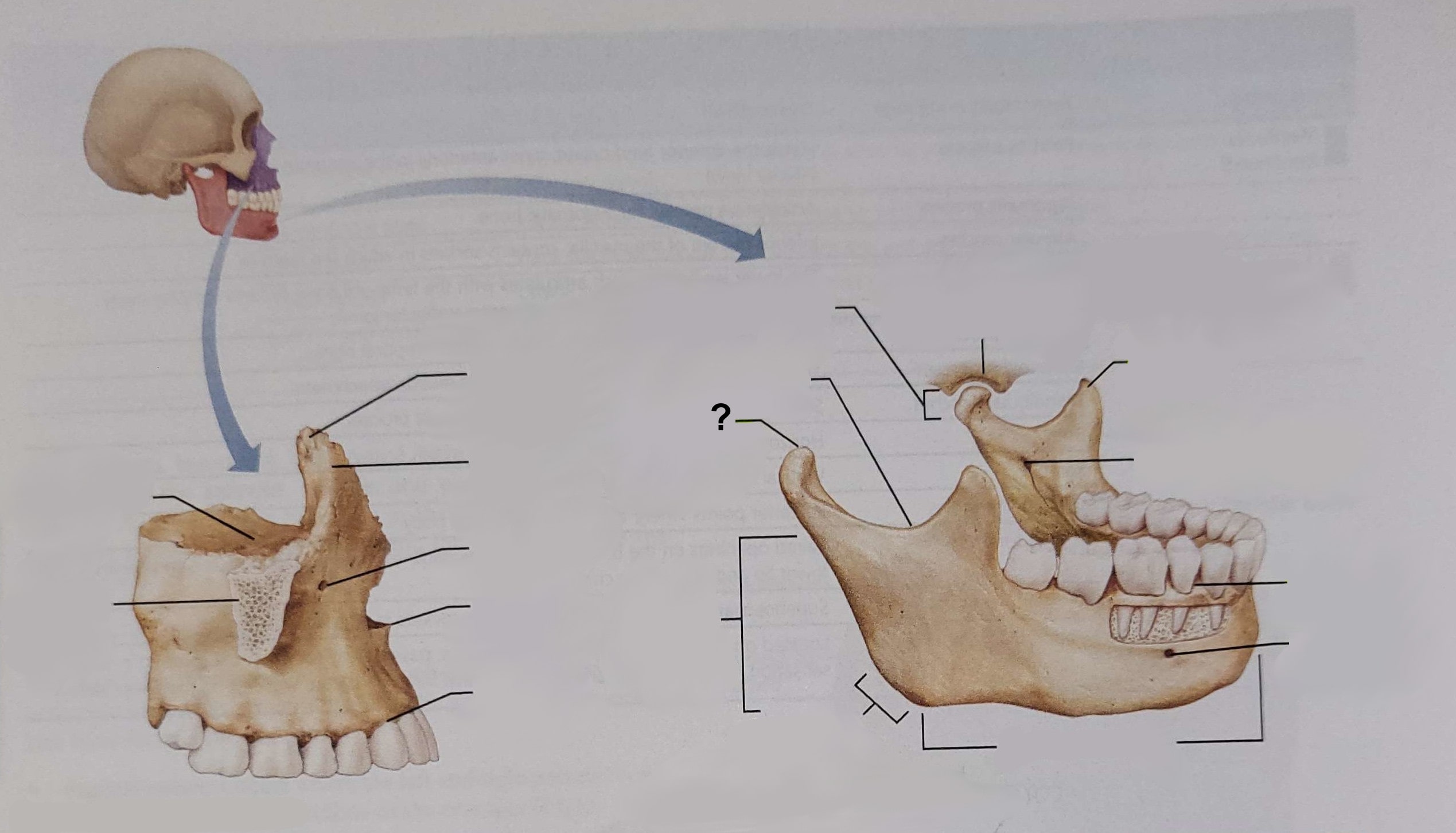 <p>Name the indicated structure</p>