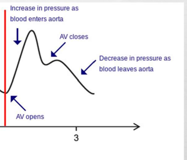<p>indicate the closure of valve signifying the end of systole and the beginning of diastole</p>