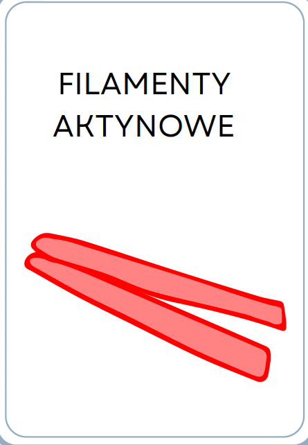 <p>FILAMENTY AKTYNOWE</p>
