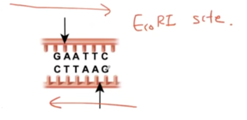 <p><span><span>reads the same forwards and backward</span></span></p>