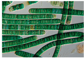 <p>What phylum is this?</p>
