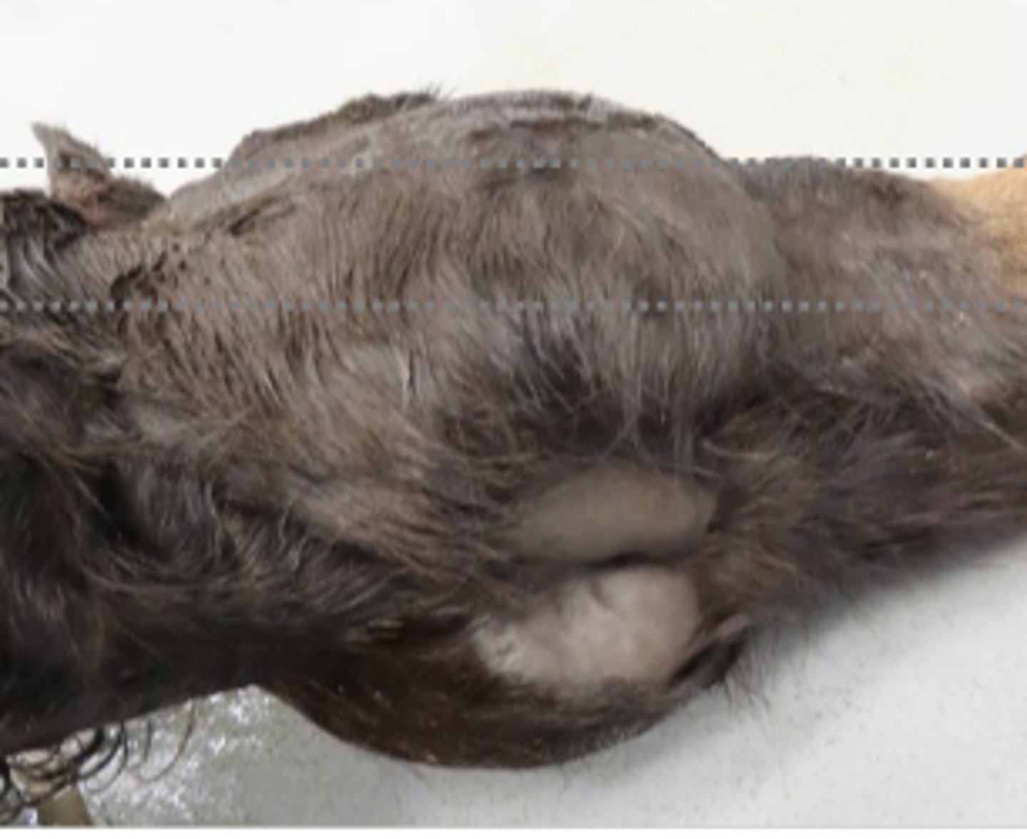 <p>What kind of tumor is this?</p>