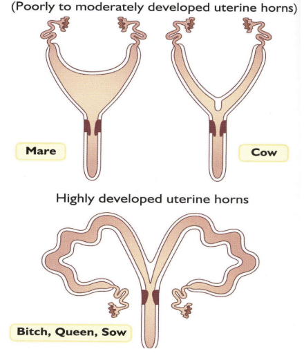 <p>Type of Uterus</p><ul><li><p><span style="background-color: transparent; font-family: "Times New Roman", serif;"><span>Distinct uterine horns</span></span></p></li><li><p><span style="background-color: transparent; font-family: "Times New Roman", serif;"><span>Can be poor to moderately developed or highly developed</span></span></p></li><li><p><span style="background-color: transparent; font-family: "Times New Roman", serif;"><span>Very long and developed uterine horns in litter-bearing species compared to monocorpus species</span></span></p></li></ul><p></p>