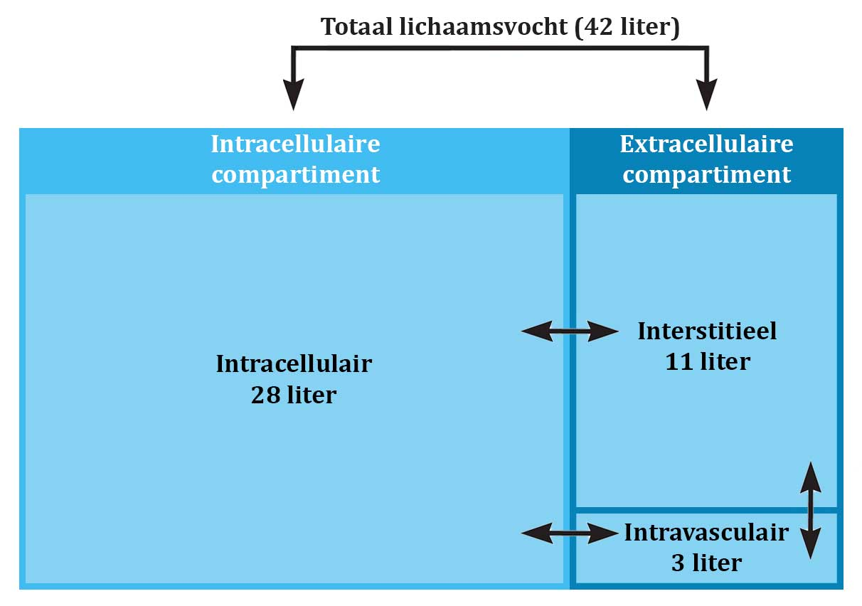 <ul><li><p>Intercellulair water (tussen de cellen, in de weefselvloeistof)</p></li><li><p>Intravasaal water (in het bloedplasma)</p></li></ul><p></p>
