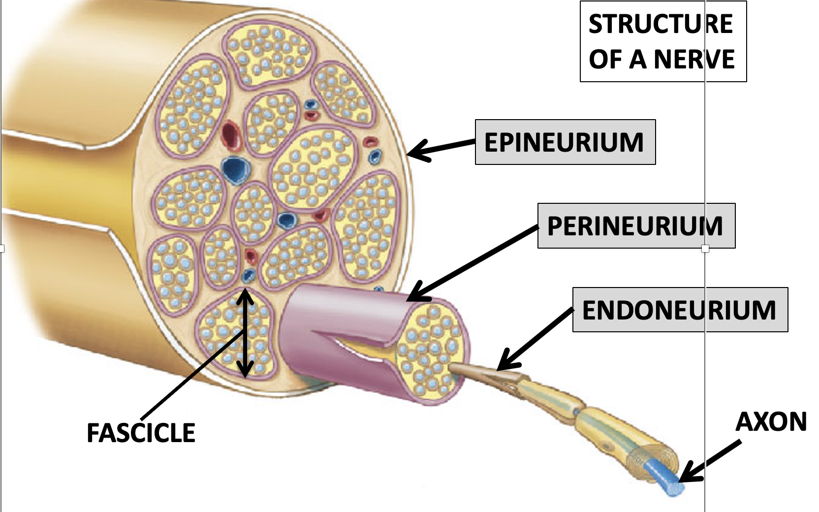 **Epinerium**- protective wrapping around nerves

**Fascicle**- smaller bundle of axons within a nerve

**Perineurium**- protective wrapping around endoneurium

**Endoneurium**- wrapping around axon 