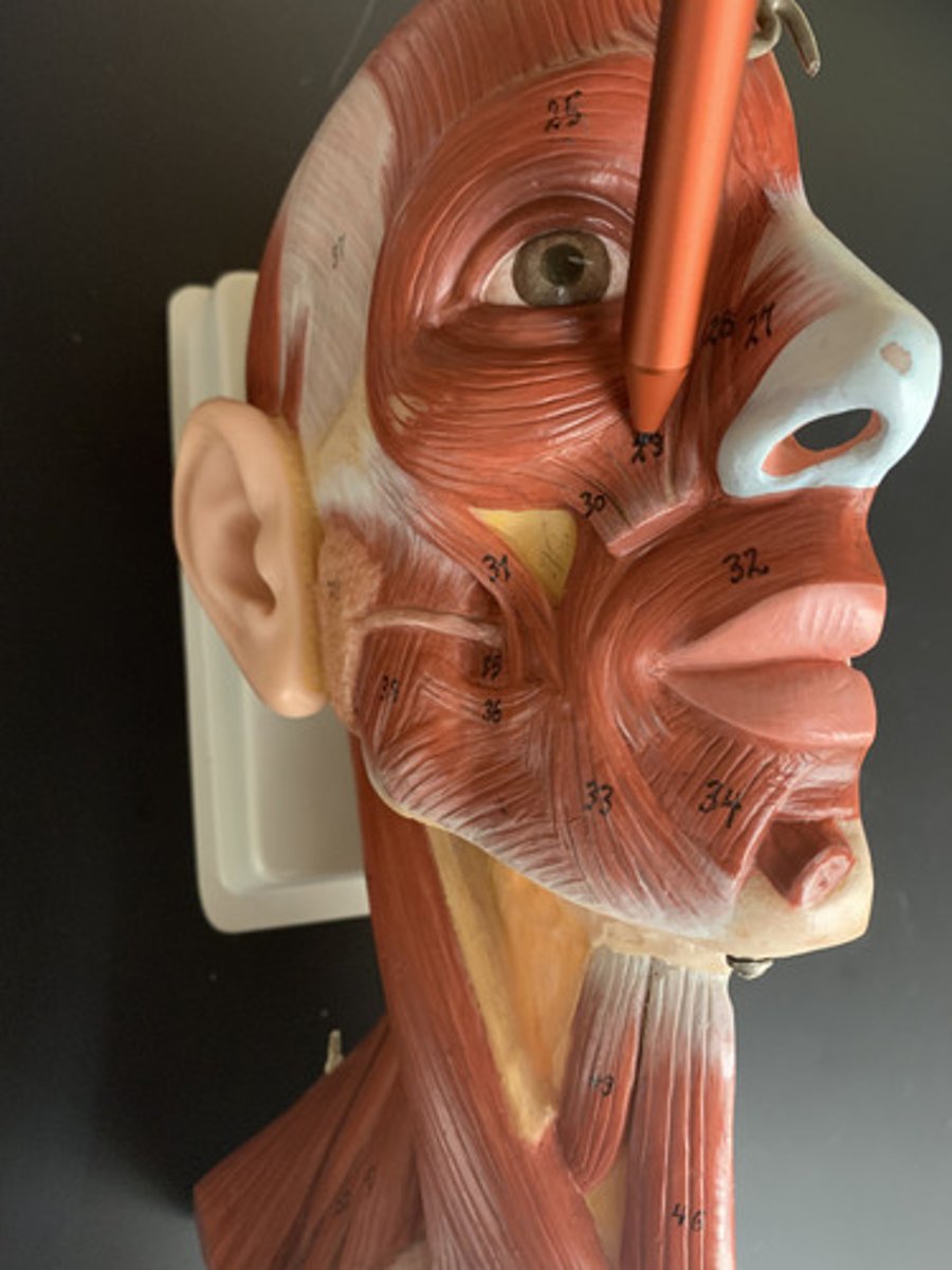 <p>Origin: Infraorbital margin of maxilla</p><p>Insertion: Upper lip</p><p>Action: Elevates upper lip</p><p>Inn: Facial nerve (CN VII)</p>