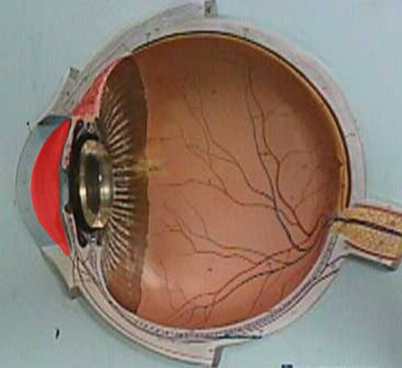 <p>liquid in the anterior cavity</p>