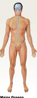 * Brain
* Spinal cord
* peripheral nerves
  * sense organs