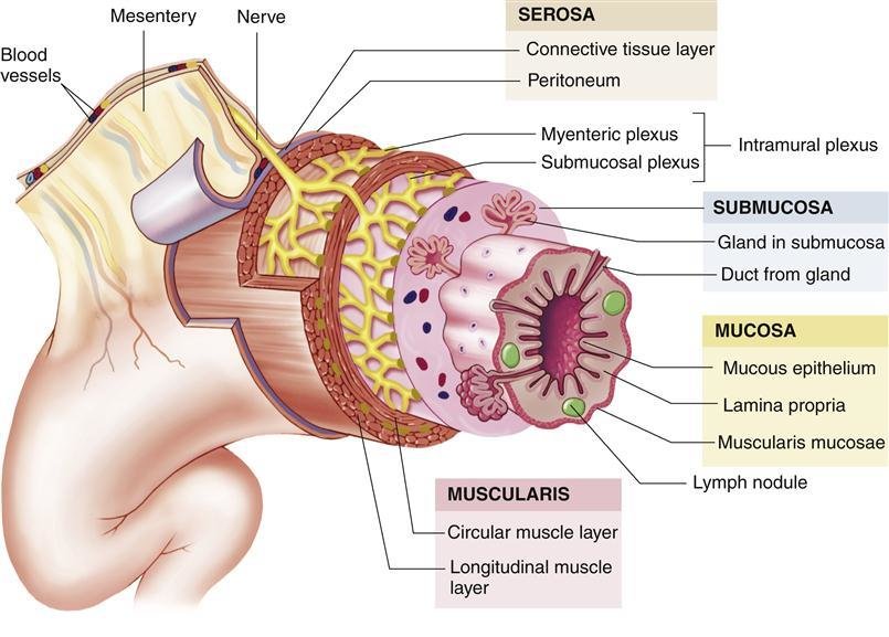 <p>What is the muscularsis?</p>