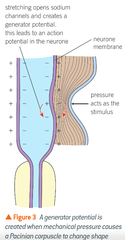 <ol><li><p>In resting state, stretch-mediated Na+ channels in sensory neurone’s membrane too narrow to have Na+ passing thru. HAS A RESTING POTENTIAL</p></li><li><p>When pressure applied, corpuscle changes shape ; membrane surrounding neurone stretches</p></li><li><p>Na+ channels widen, Na+ ions diffuse into neurone</p></li><li><p>This depolarises membrane (changes p.d.). RESULTS IN GENERATOR POTENTIAL </p></li><li><p>Once generator potential big enough, triggers action potential that passes along sensory neurone. </p></li></ol><p></p>