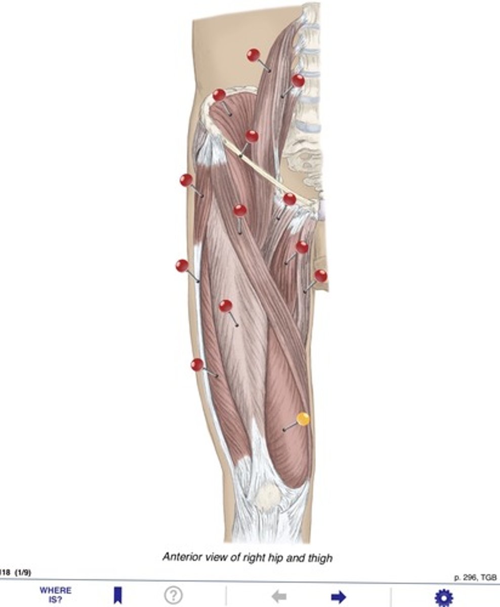 <p>Name the muscles at the yellow pin</p>