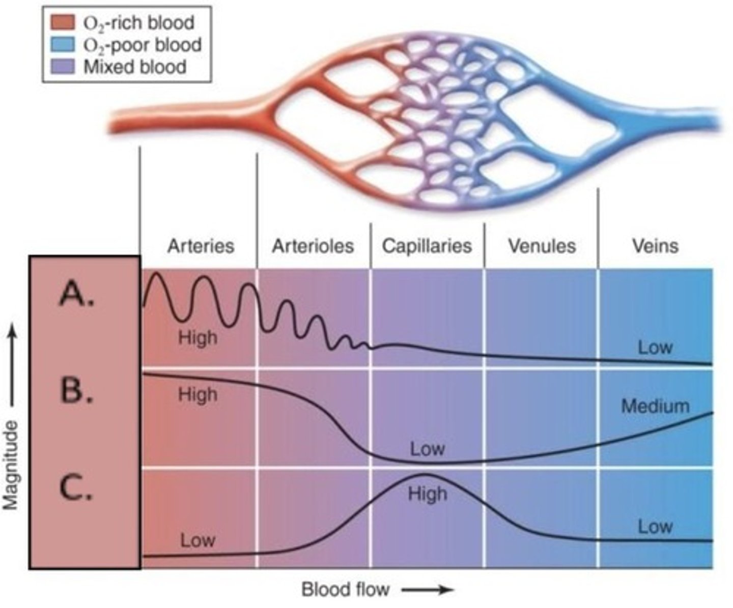 <p>Capillaries have a larger total cross-sectional area.</p>