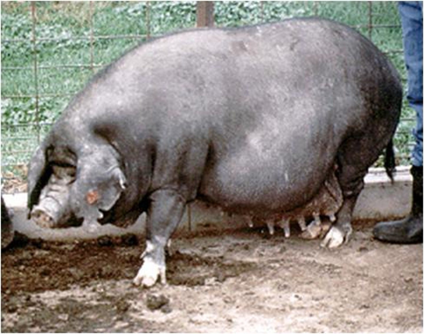 <p>- Maternal breed</p><p>- Known for its wrinkles in the face and skin and their high embryo survival rate</p>