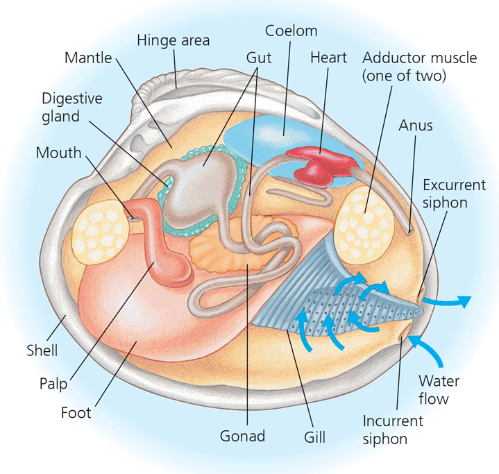 <p>Bivalvia (clams, oysters, etc.)</p>