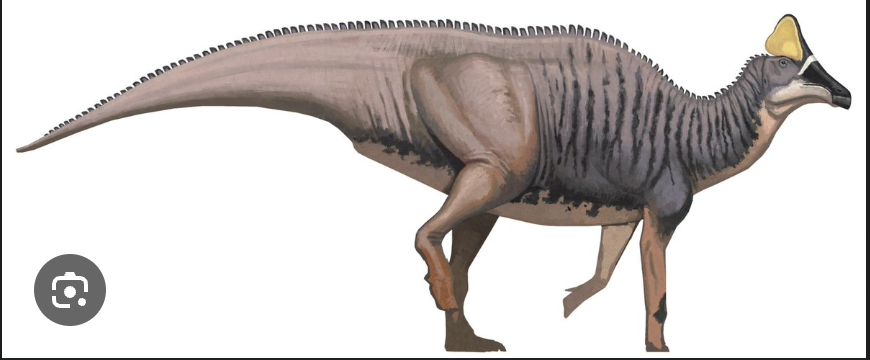 <p>Lambeosaurines</p>