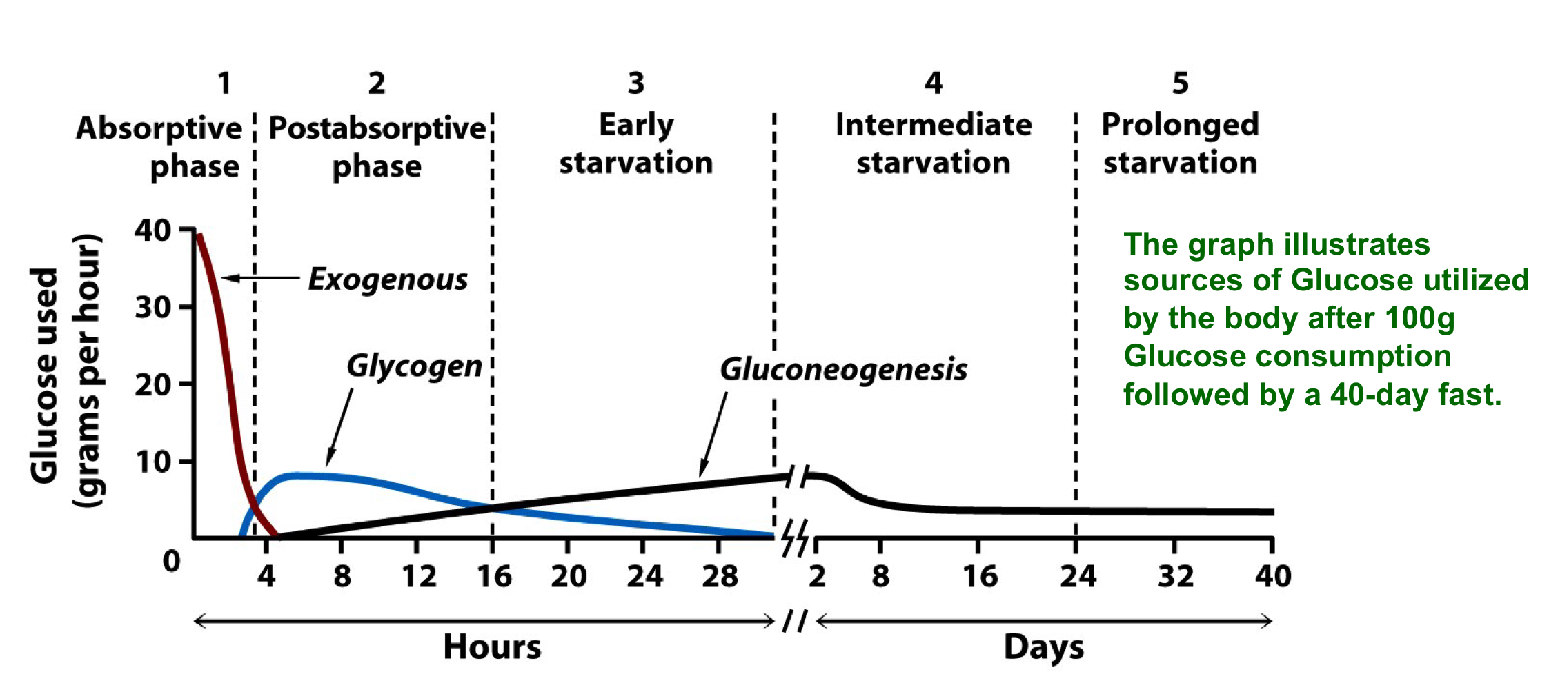 during fasting and starvation, the body maintains blood glucose by first breaking down stored glycogen to release glucose

later the liver begins to synthesis new glucose from non carbohydrate sources via gluconeogenesis

the liver and kidney can synthesize glucose form non-carbohydrate precursors such as lactate and alanine

under fasting conditions, liver gluconeogenesis supplies almost all of the body’s glucose 