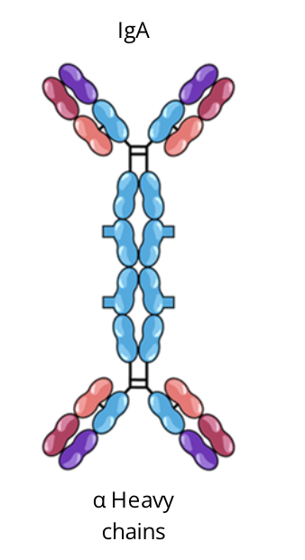 <ul><li><p>generally forms a dimer from IgA monomers when secreted by B cells</p></li><li><p>first line of defence and predominant antibody class located in the body’s mucosal membranes </p></li></ul><p></p>