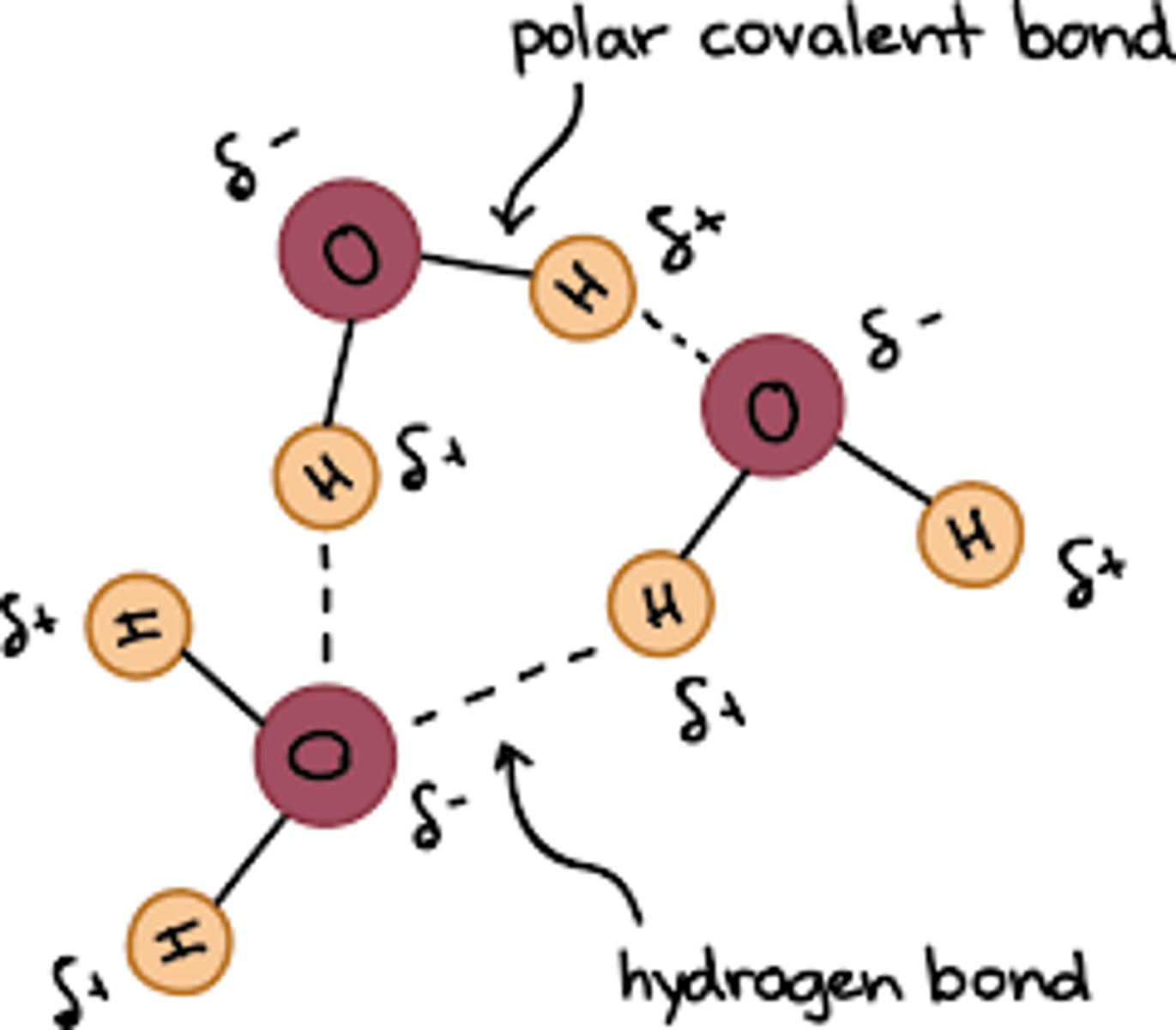 <p>- Water molecules are polar and have a slight positive charge on hydrogen and a slight negative charge on oxygen.</p><p>- The oxygen nucleus is stronger than the hydrogen nuclei, so electrons are attracted much closer to the oxygen atom.</p><p>- Opposite charges between adjacent water molecules attract, forming hydrogen bonds.</p>