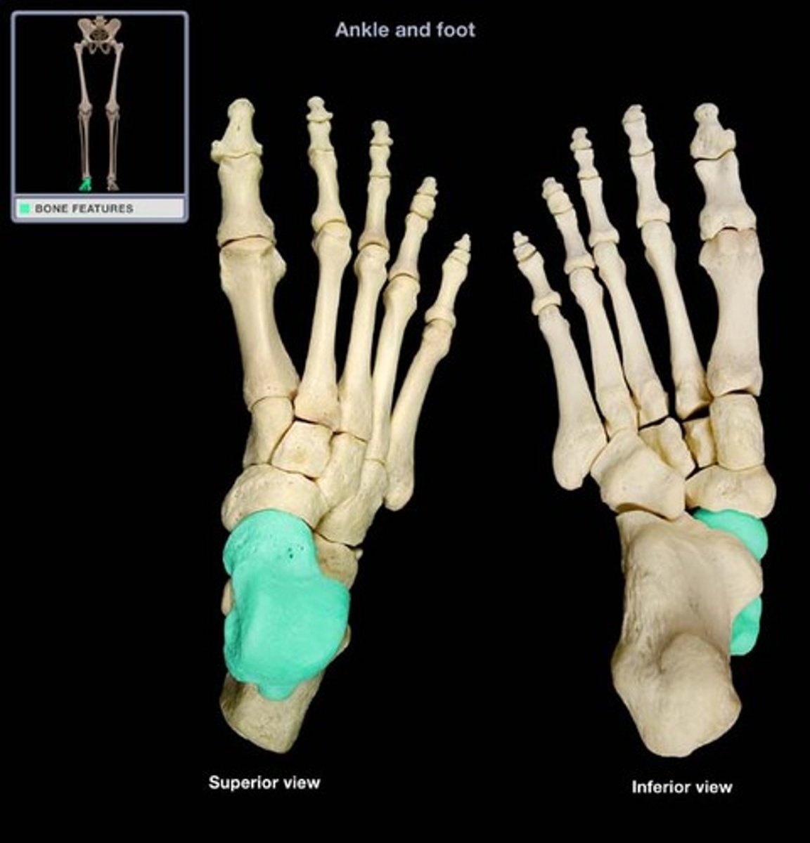 <p>- articulates with tibia and fibula</p><p>- sits above the calcaneus</p><p>- Forms connecting link (ankle joint) between foot and leg</p><p>- Plantar flexion and dorsiflexion occur at ankle joint</p><p>- Inversion and eversion occur at joint between talus and calcaneus (subtalar joint)</p><p>- Important in maintaining arches of foot</p>