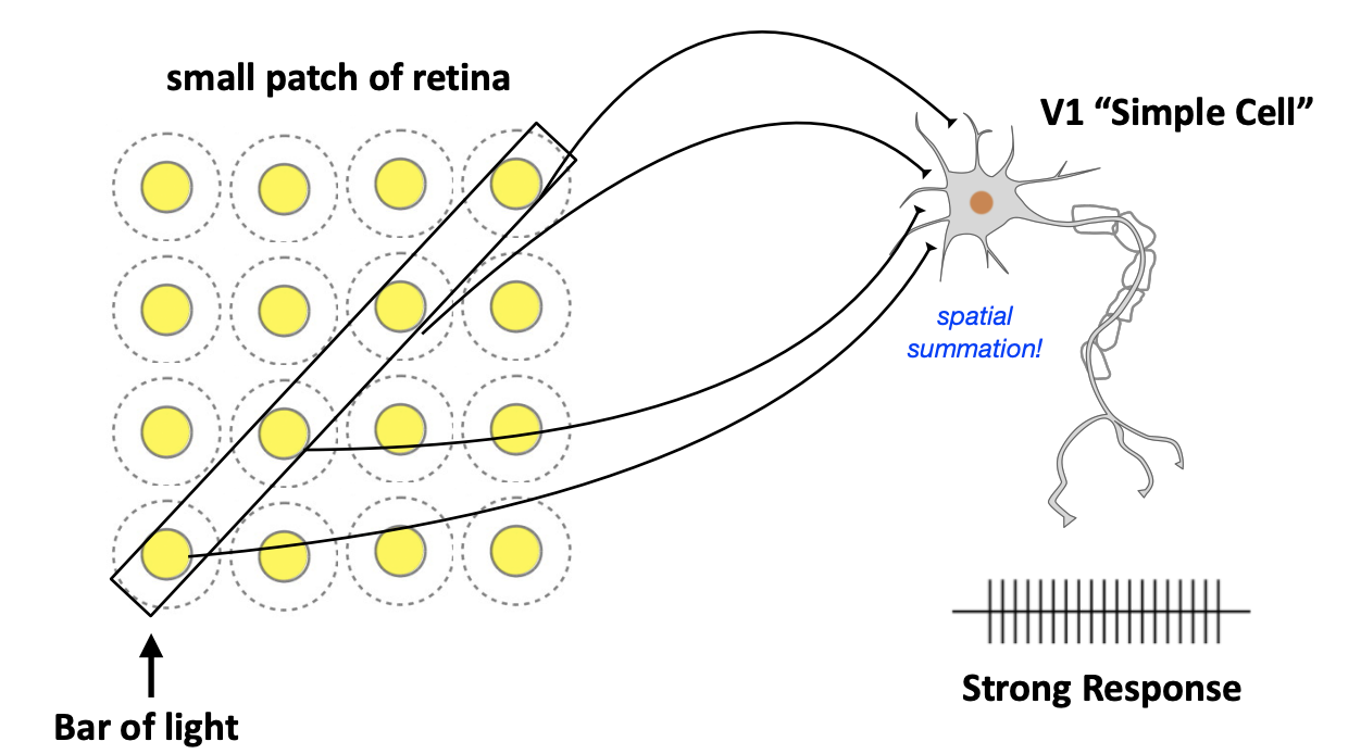 <p>This V1 neuron receives input from a row of ON-center ganglion cells and so responds better to a bar of light than to any single spot of light</p>